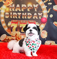 Birthday Party