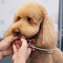 Dog Grooming