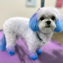 Dog Grooming at BLDHTX