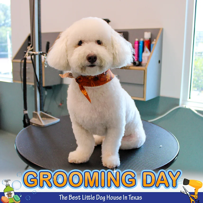 Dog Grooming at BLDHTX