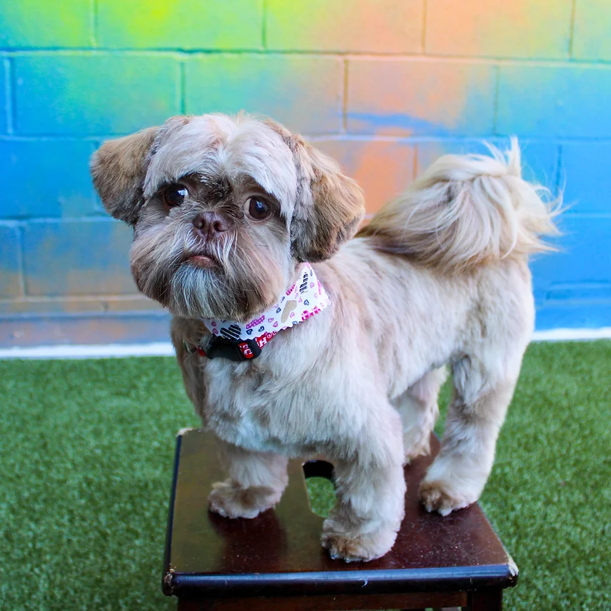 Dog Grooming at BLDHTX