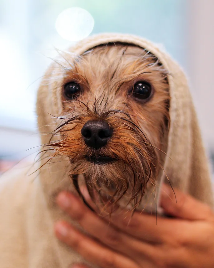 Dog Grooming at BLDHTX