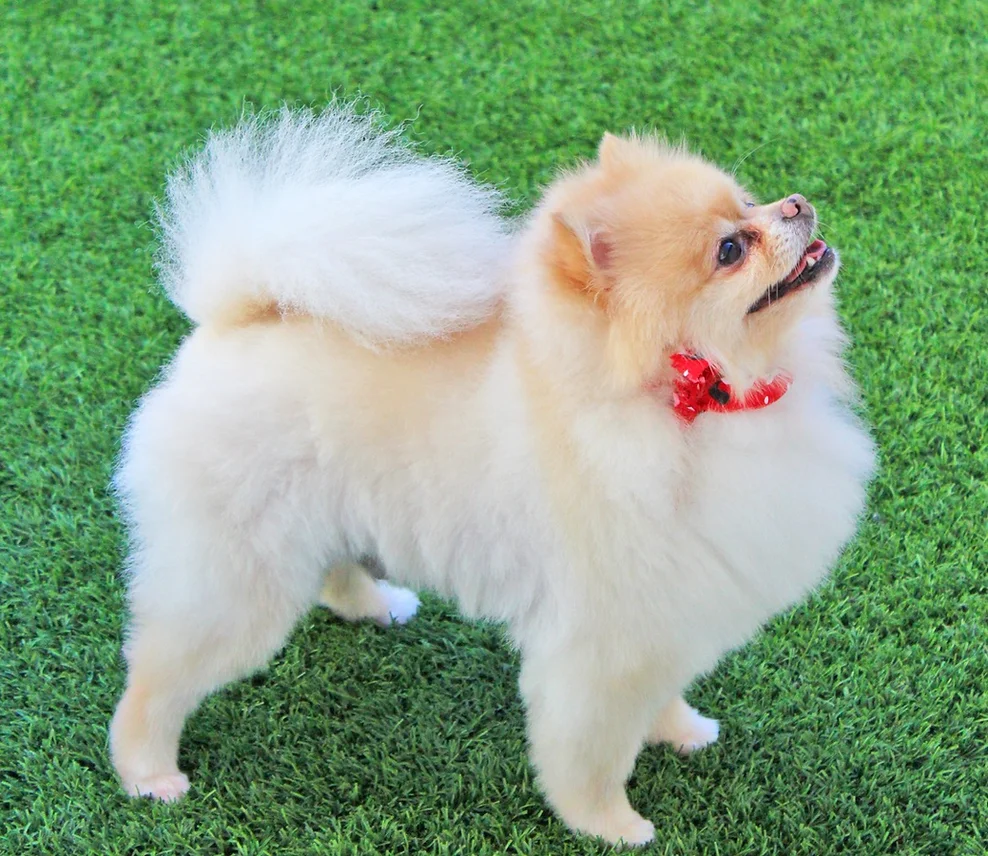 Dog Grooming at BLDHTX