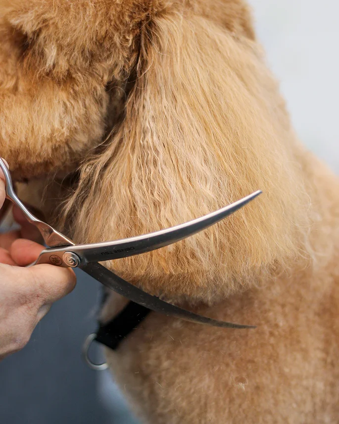 Dog Grooming at BLDHTX