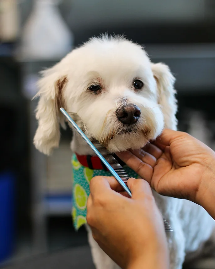 Dog Grooming at BLDHTX