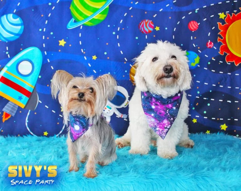 Birthday Party