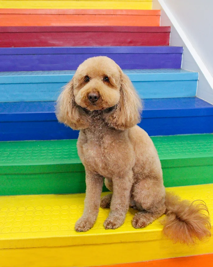 Dog Grooming at BLDHTX