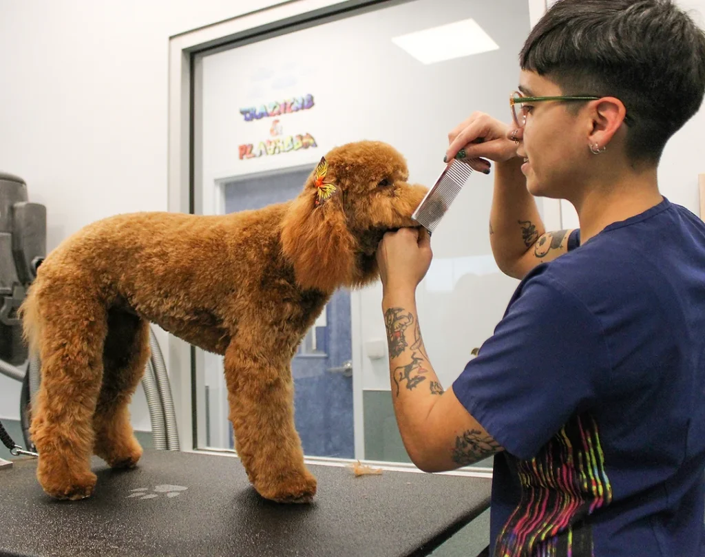 Dog Grooming at BLDHTX