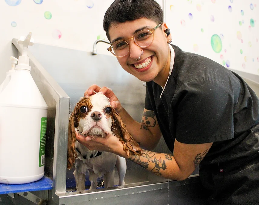 Dog Grooming at BLDHTX