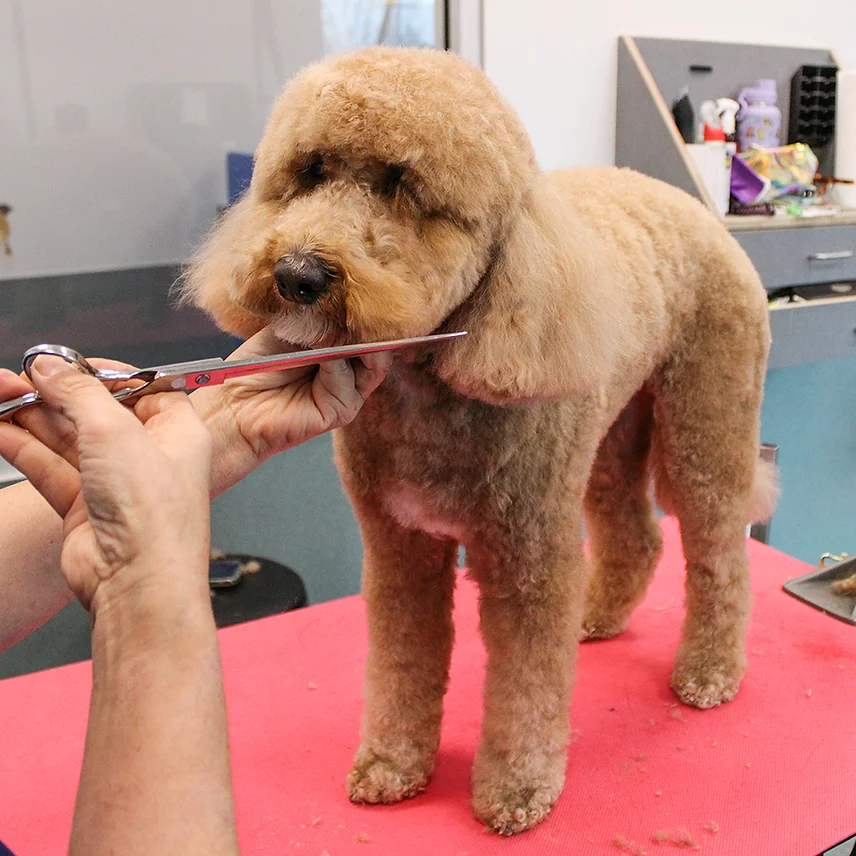 Dog Grooming at BLDHTX