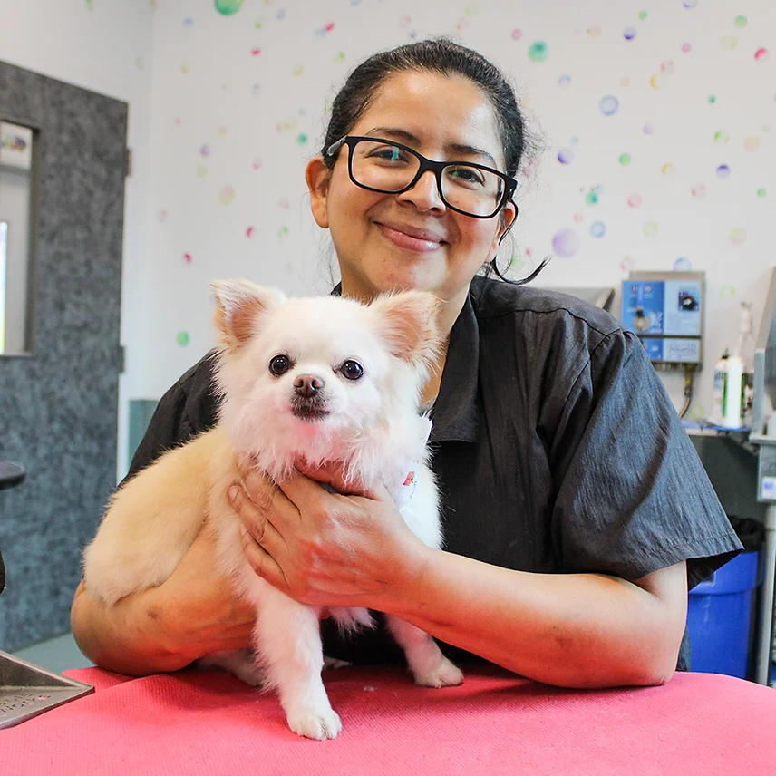 Dog Grooming at BLDHTX