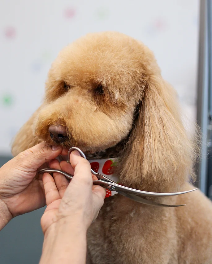 Dog Grooming at BLDHTX