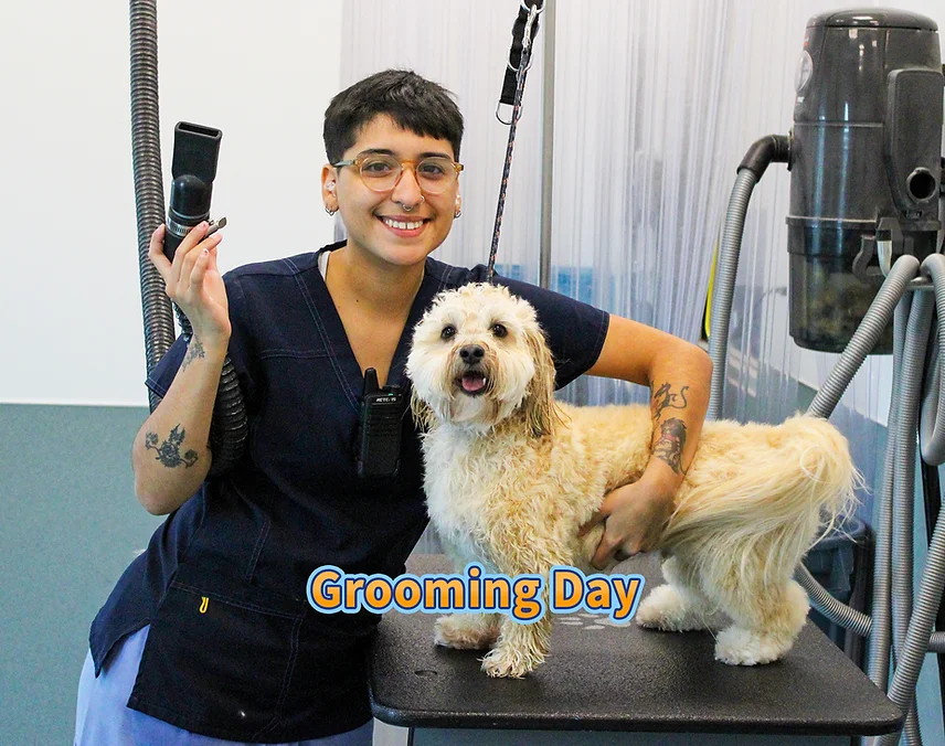 Dog Grooming at BLDHTX