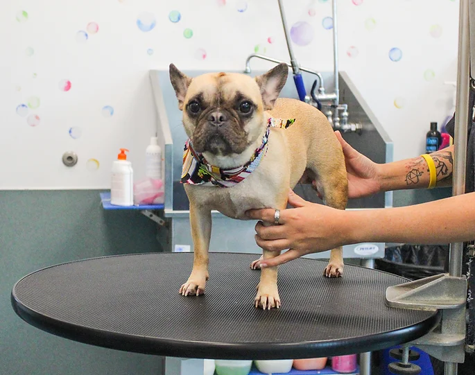 Dog Grooming at BLDHTX