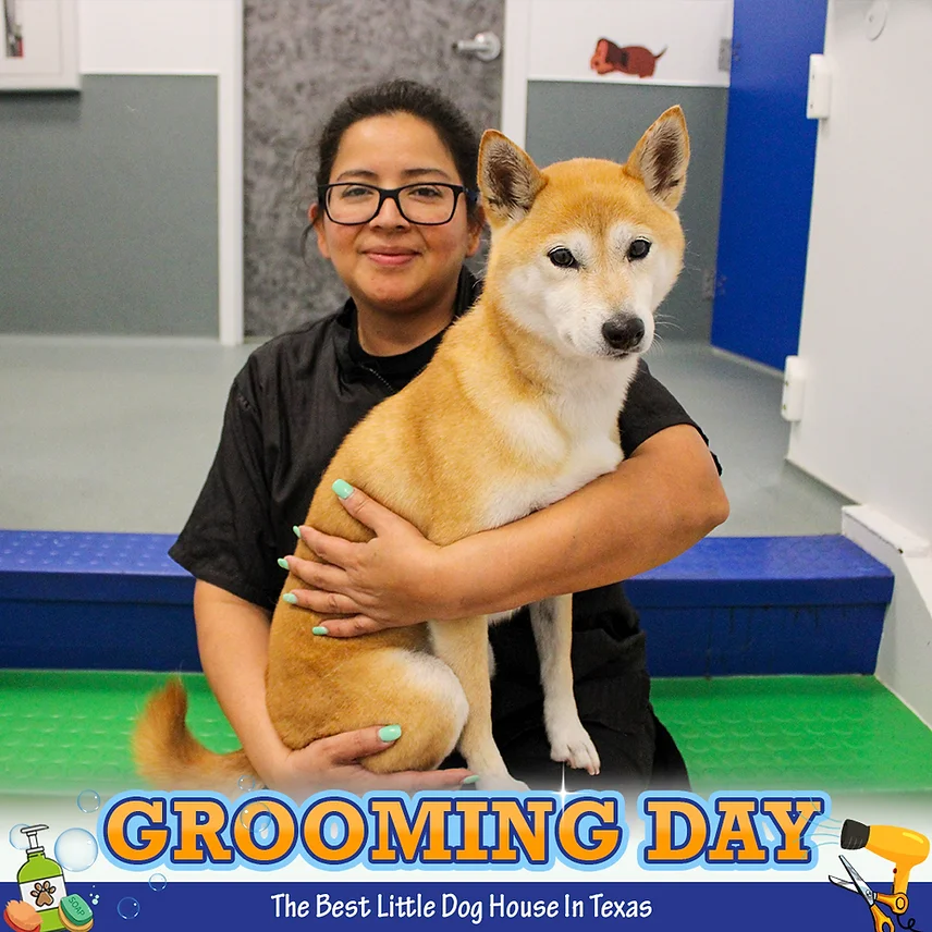 Dog Grooming at BLDHTX