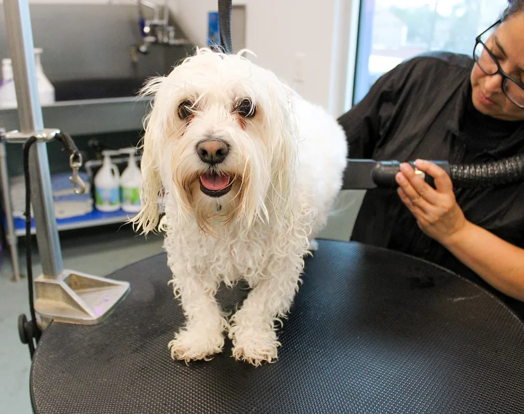 Dog Grooming at BLDHTX