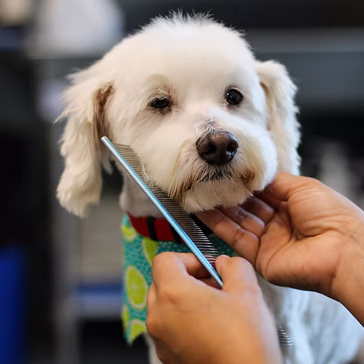 Dog Grooming at BLDHTX
