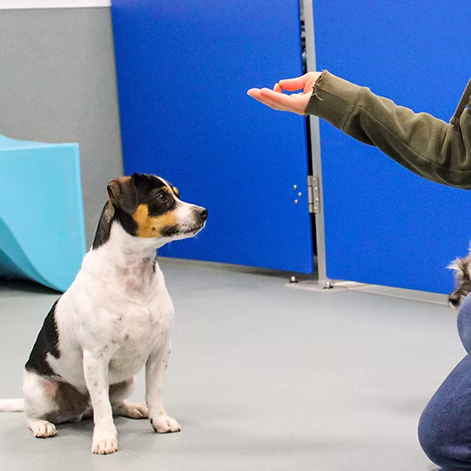 Dog sitting for Dog Training