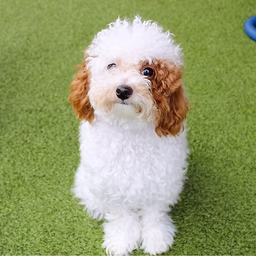 Dog's First Day at BLDHTX
