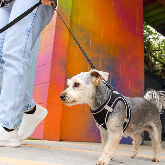 Dog Training on leash walking