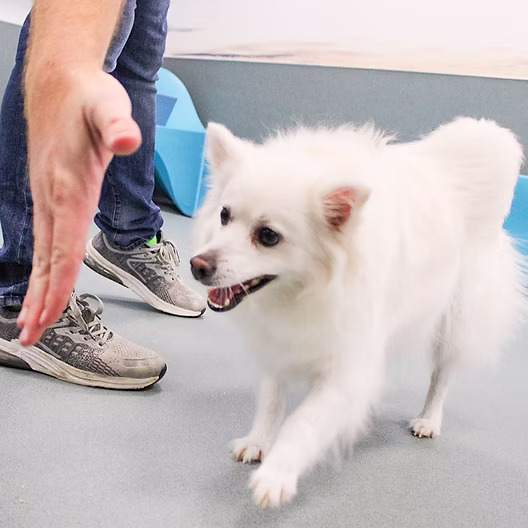Dog Training for My First Day