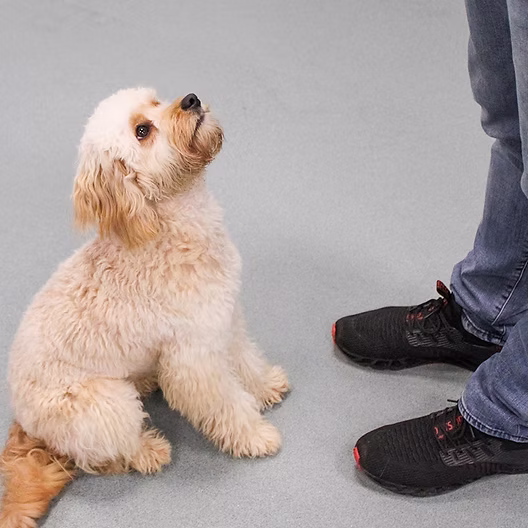 Dog sitting for Dog Training