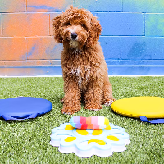 Puppy Kindergarten