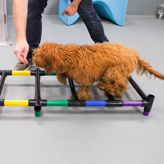Dog Training on stairs