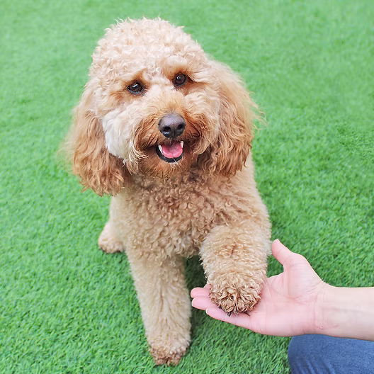 Dog Training at BLDHTX