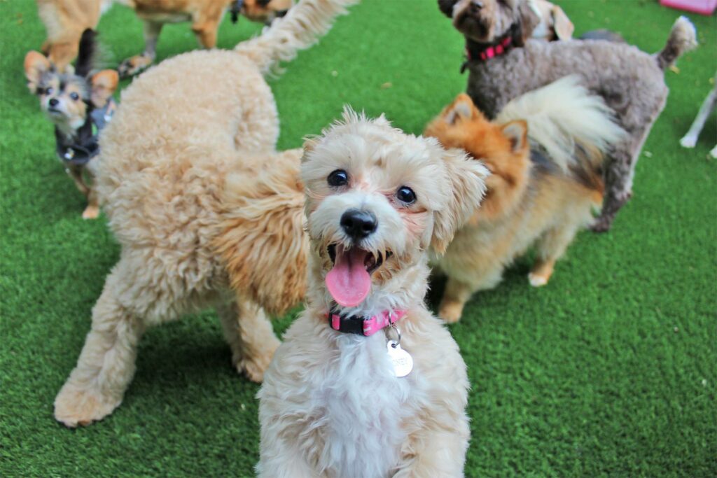 Group of happy dogs playing at dog daycare at The Best Little Dog House in Montrose, TX