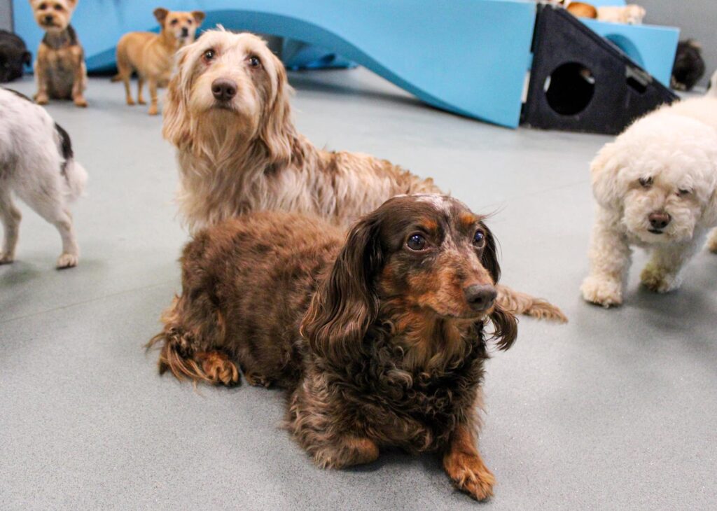 Dogs sitting at dog daycare at The Best Little Dog House in Texas in Montrose, TX