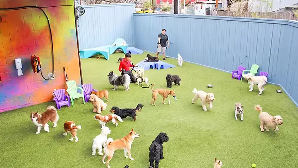 Group of dogs playing outside at dog daycare at The Best Little Dog House in Montrose, TX