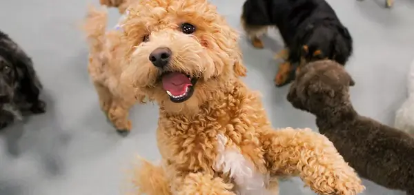 Smiling golden doodle at dog daycare at The Best Little Dog House in Texas in Montrose, TX