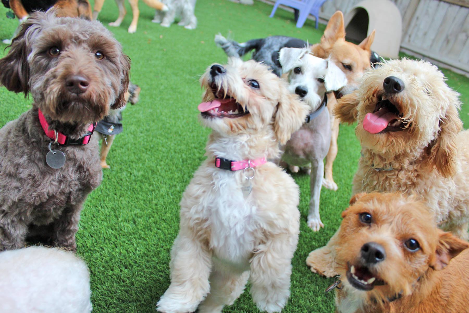 Group of happy dogs playing outside at The Best Little Dog House in Texas for Dog Boarding near Bellaire, TX