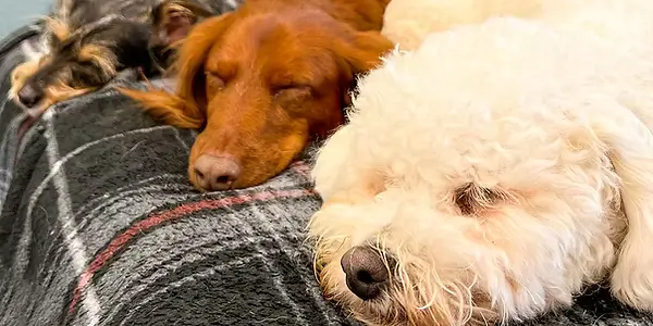 Three sleeping dogs on a couch at The Best Little Dog House in Texas for Dog Boarding near Bellaire, TX