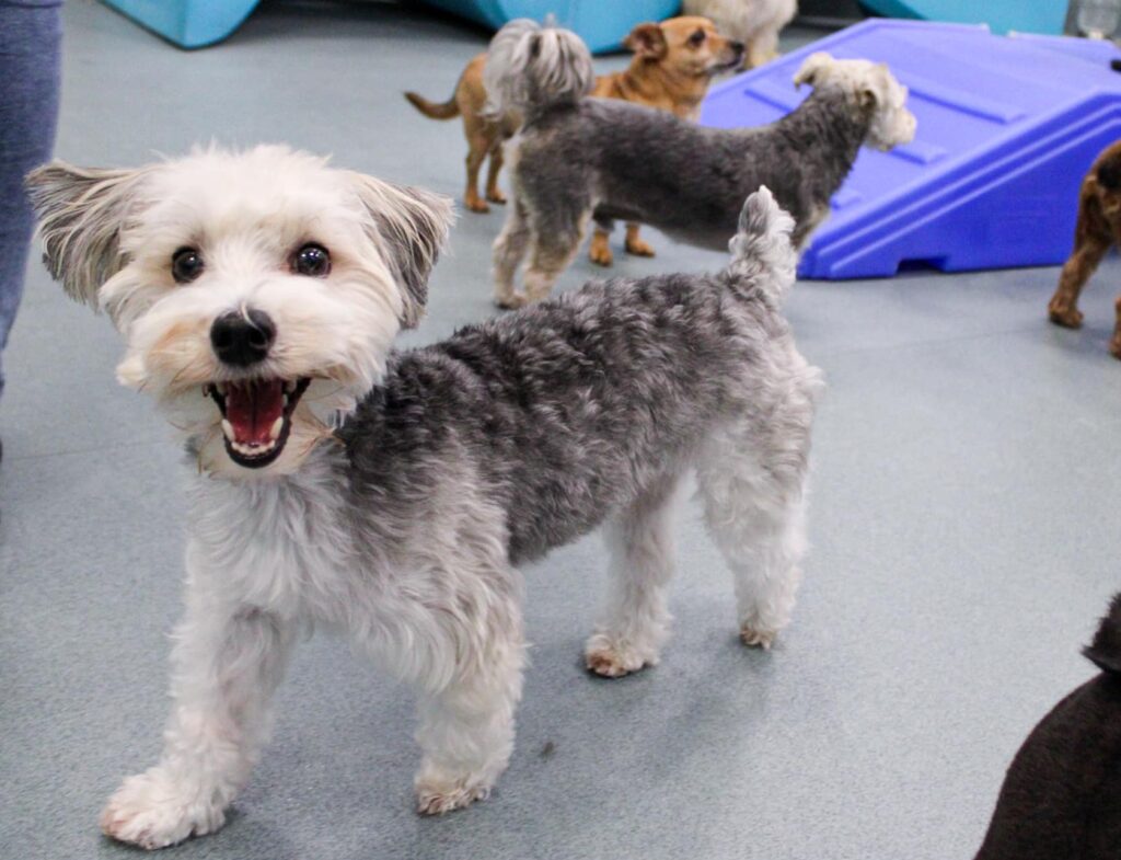 White and gray puppy smiling inside at The Best Little Dog House in Texas